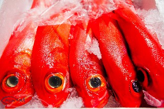 /wp-content/gallery/01-1/PESCA XXI (1).jpg