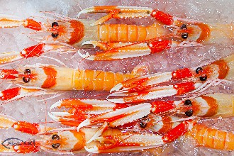 /wp-content/gallery/01-1/PESCA XXI (13).jpg