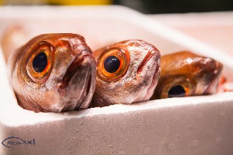 /wp-content/gallery/01-1/PESCA XXI (14).jpg