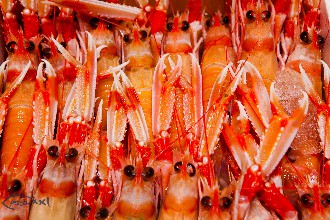 /wp-content/gallery/01-1/PESCA XXI (2).jpg