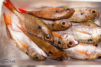 /wp-content/gallery/01-1/PESCA XXI (20).jpg