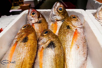 /wp-content/gallery/01-1/PESCA XXI (22).jpg