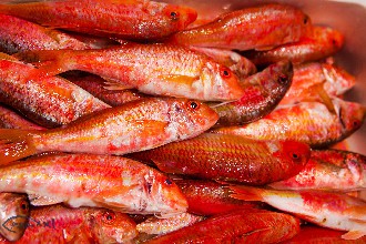 /wp-content/gallery/01-1/PESCA XXI (24).jpg