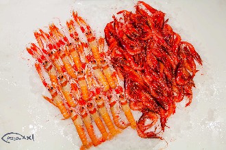 /wp-content/gallery/01-1/PESCA XXI (25).jpg