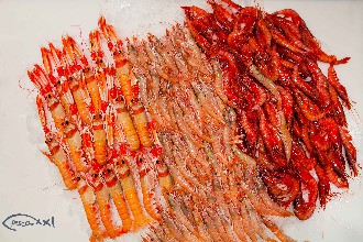 /wp-content/gallery/01-1/PESCA XXI (29).jpg