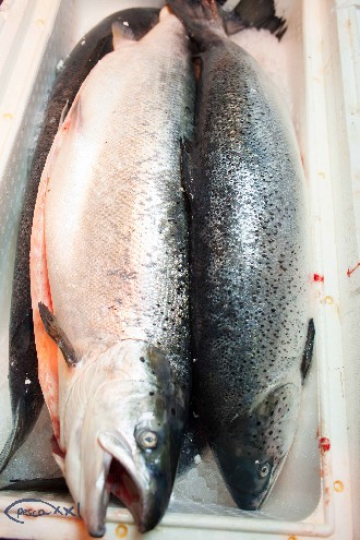 /wp-content/gallery/01-1/PESCA XXI (373).jpg