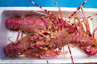/wp-content/gallery/01-1/PESCA XXI (377).jpg