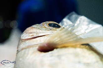 /wp-content/gallery/01-1/PESCA XXI (395).jpg