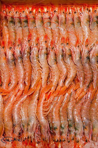 /wp-content/gallery/01-1/PESCA XXI (4).jpg