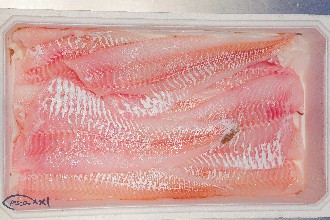 /wp-content/gallery/01-1/PESCA XXI (41).jpg