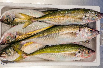 /wp-content/gallery/01-1/PESCA XXI (42).jpg