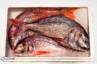 /wp-content/gallery/01-1/PESCA XXI (43).jpg