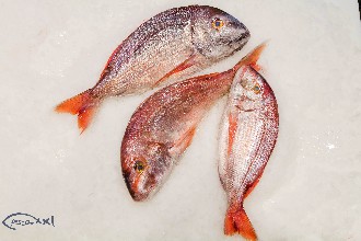 /wp-content/gallery/01-1/PESCA XXI (44).jpg
