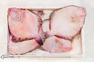/wp-content/gallery/01-1/PESCA XXI (47).jpg