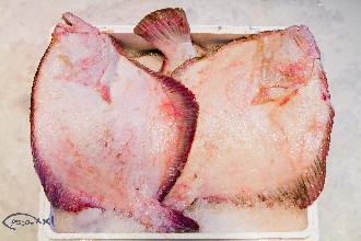 /wp-content/gallery/01-1/PESCA XXI (48).jpg