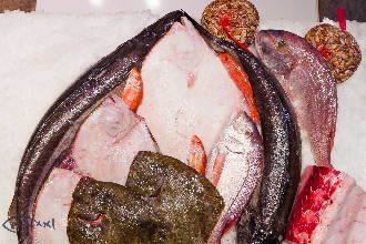 /wp-content/gallery/01-1/PESCA XXI (58).jpg