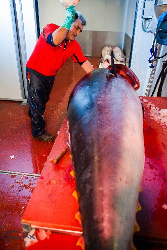 /wp-content/gallery/01-1/PESCA XXI (65).jpg