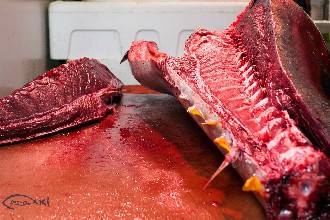 /wp-content/gallery/01-1/PESCA XXI (74).jpg
