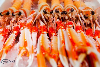/wp-content/gallery/01-1/PESCA XXI (8).jpg