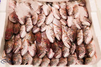/wp-content/gallery/01-1/PESCA XXI (82).jpg